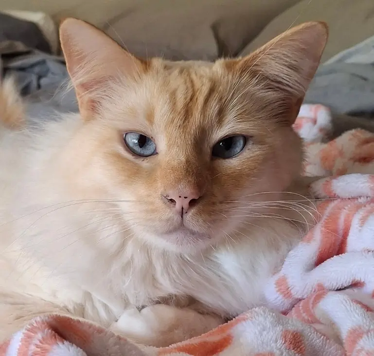 Apollo the Flame Point Ragamese Cat