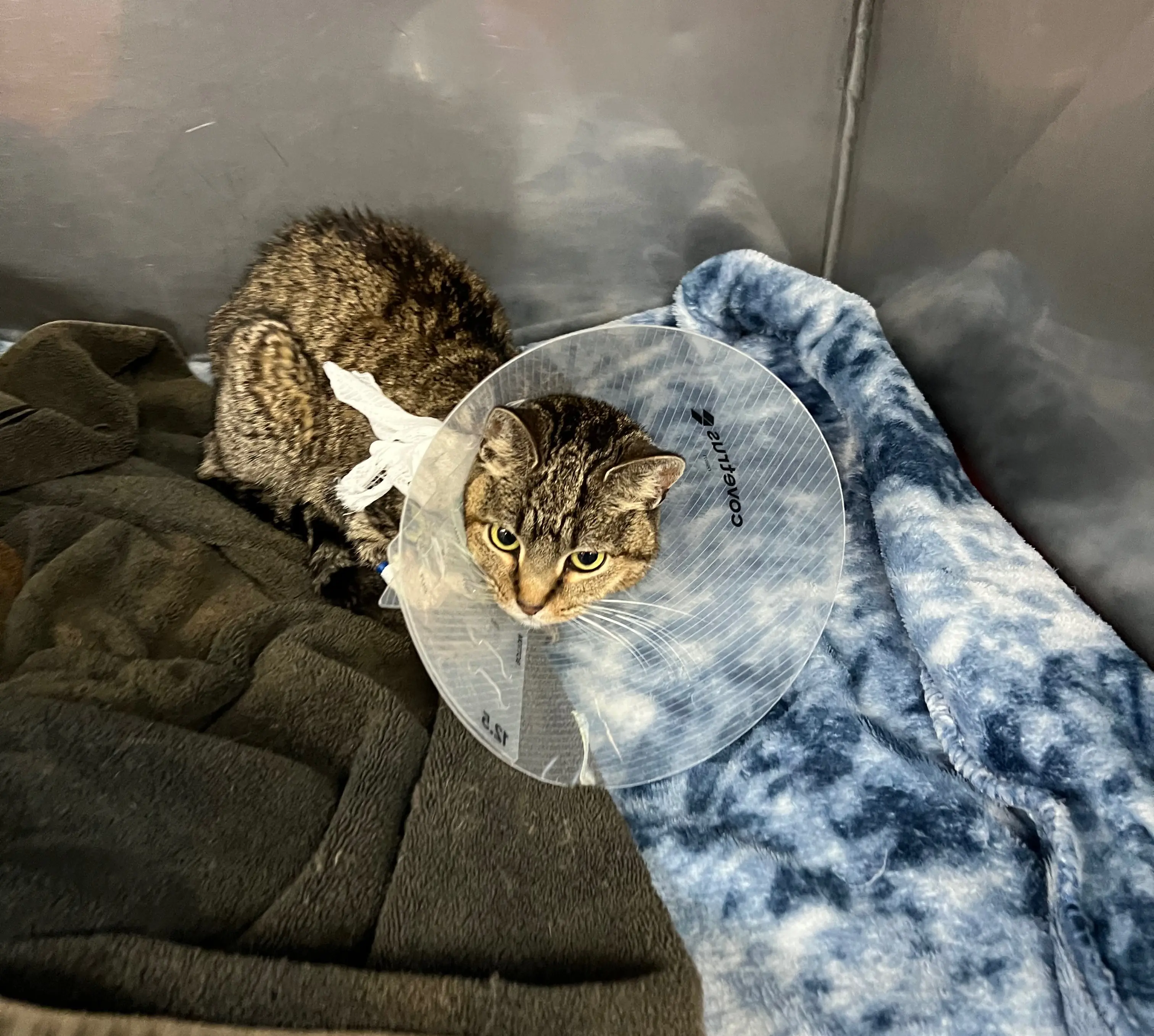 Elizabeth’s Emergency surgery fund