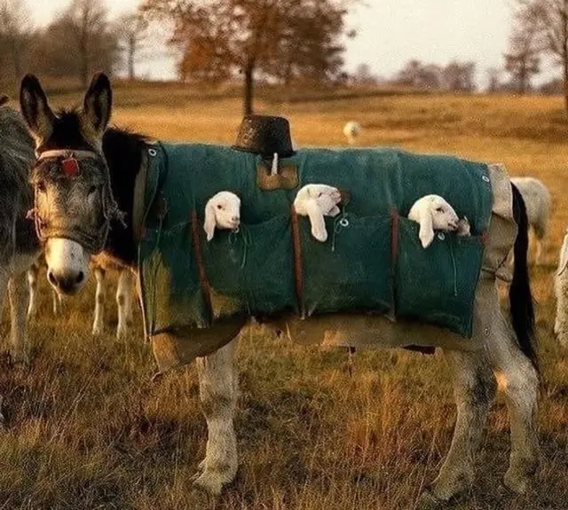 Community Survival Net