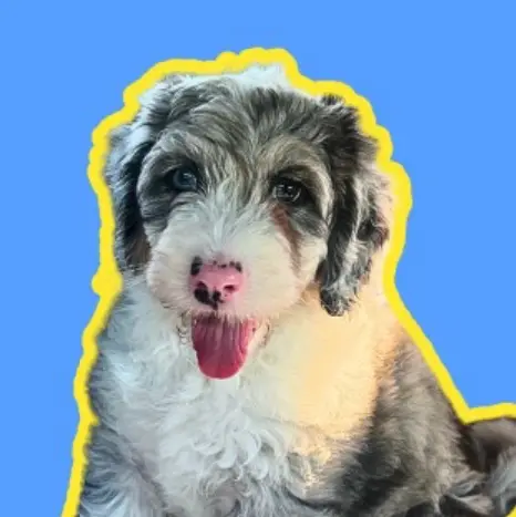 Baker the Sheepadoodle