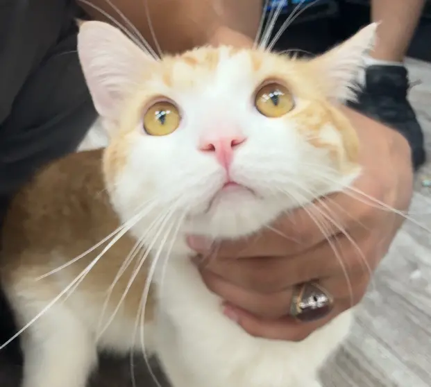 kj
