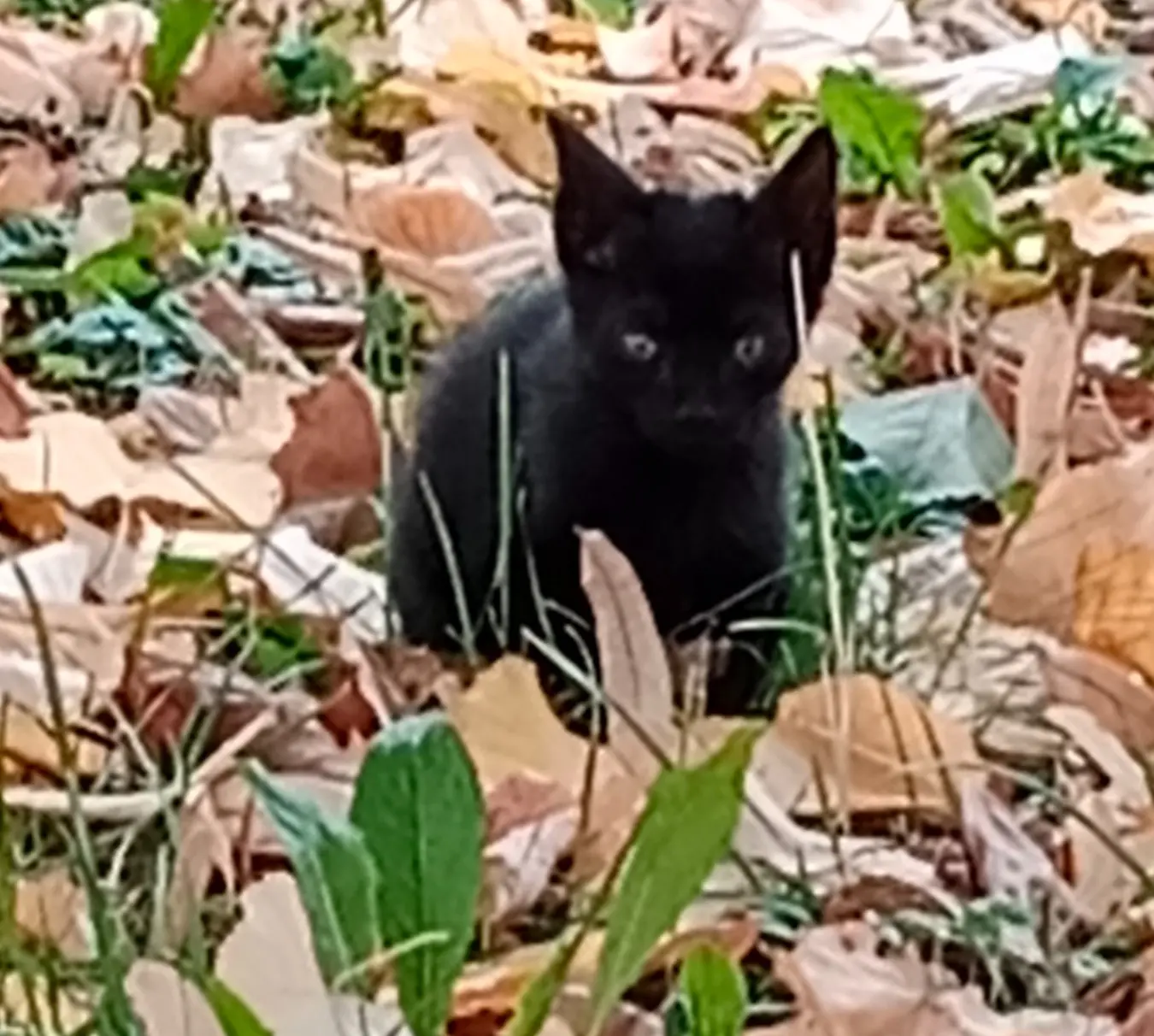 🐈‍⬛😈🖤