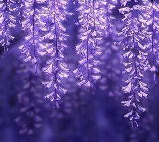 OC Account. (Alexandrias-Dove)