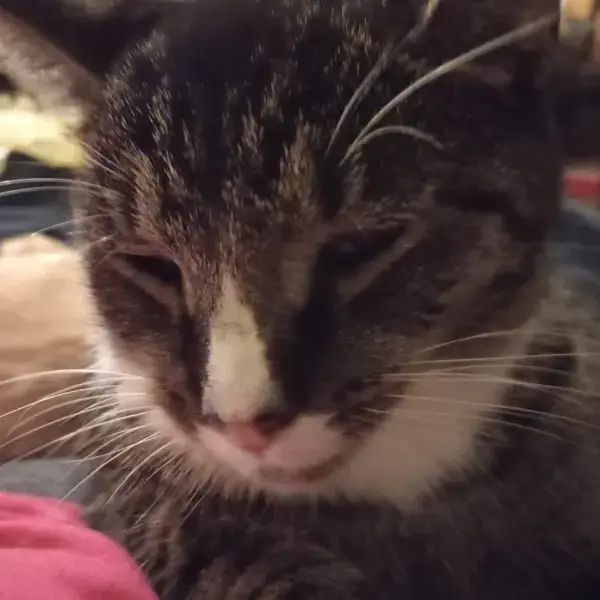 crazycatl007