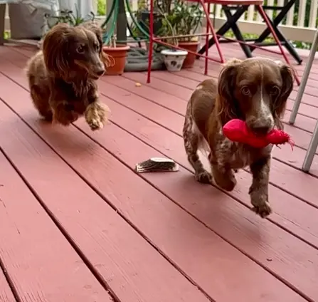 Milo & Nolo
