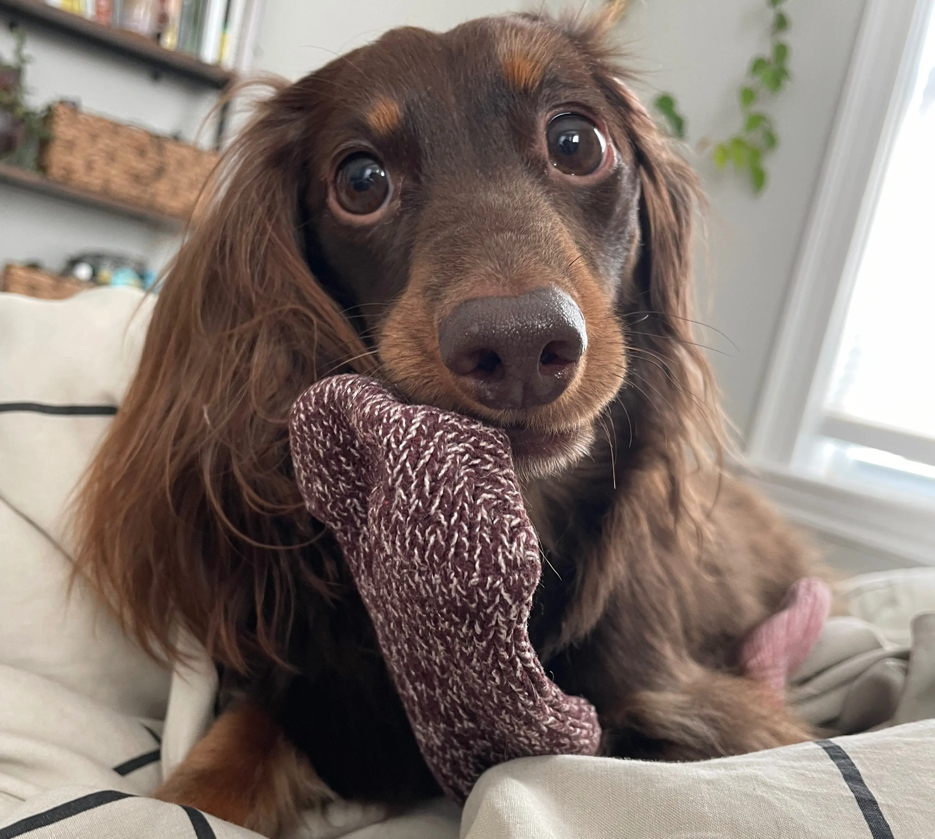More of Milo