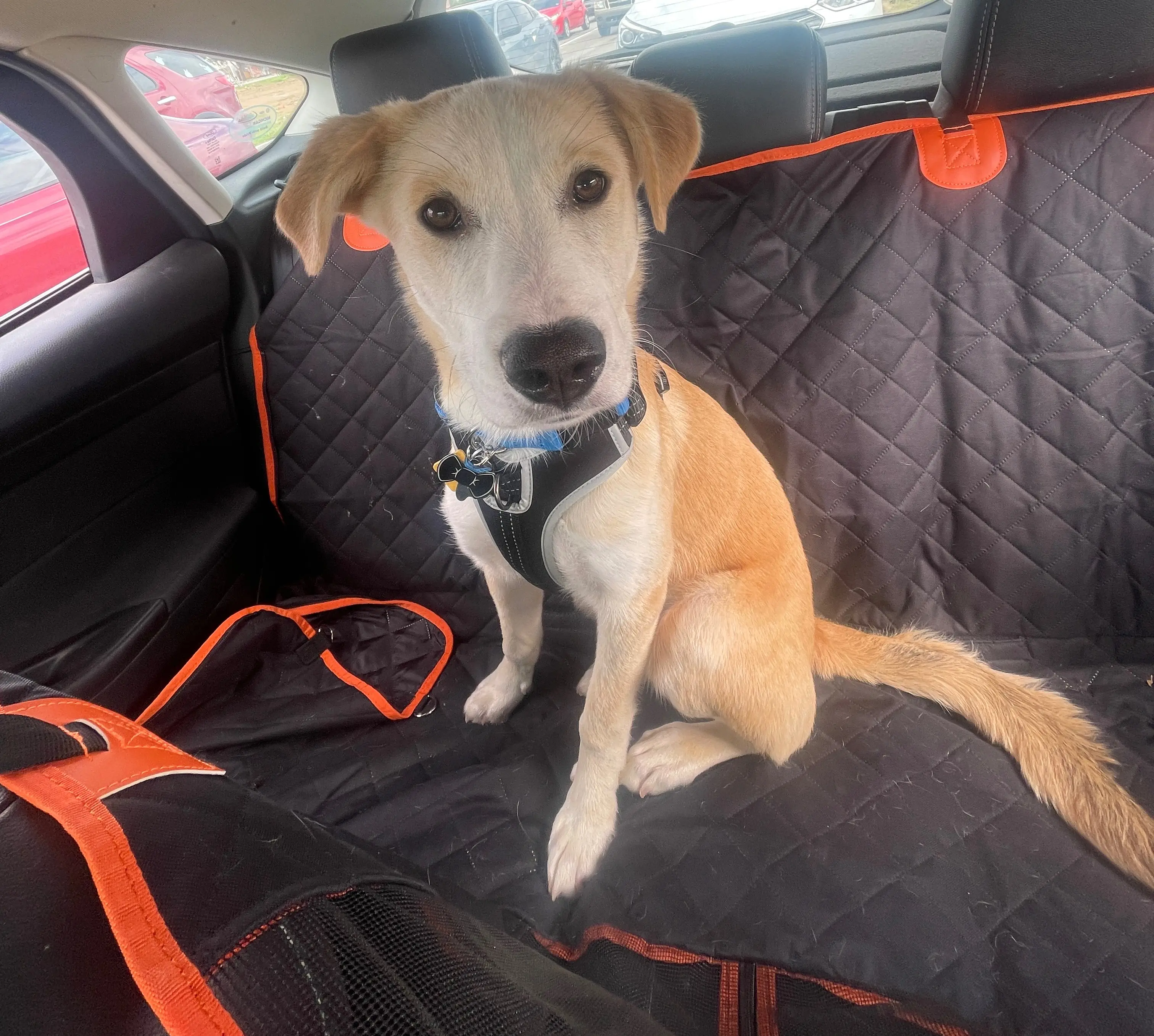 Dog Car Seat 🚗