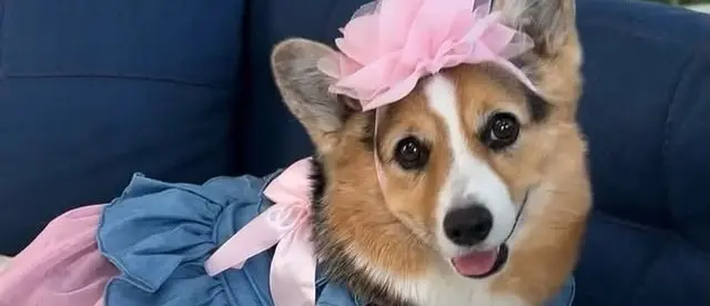 Olivia's Memorial Fund