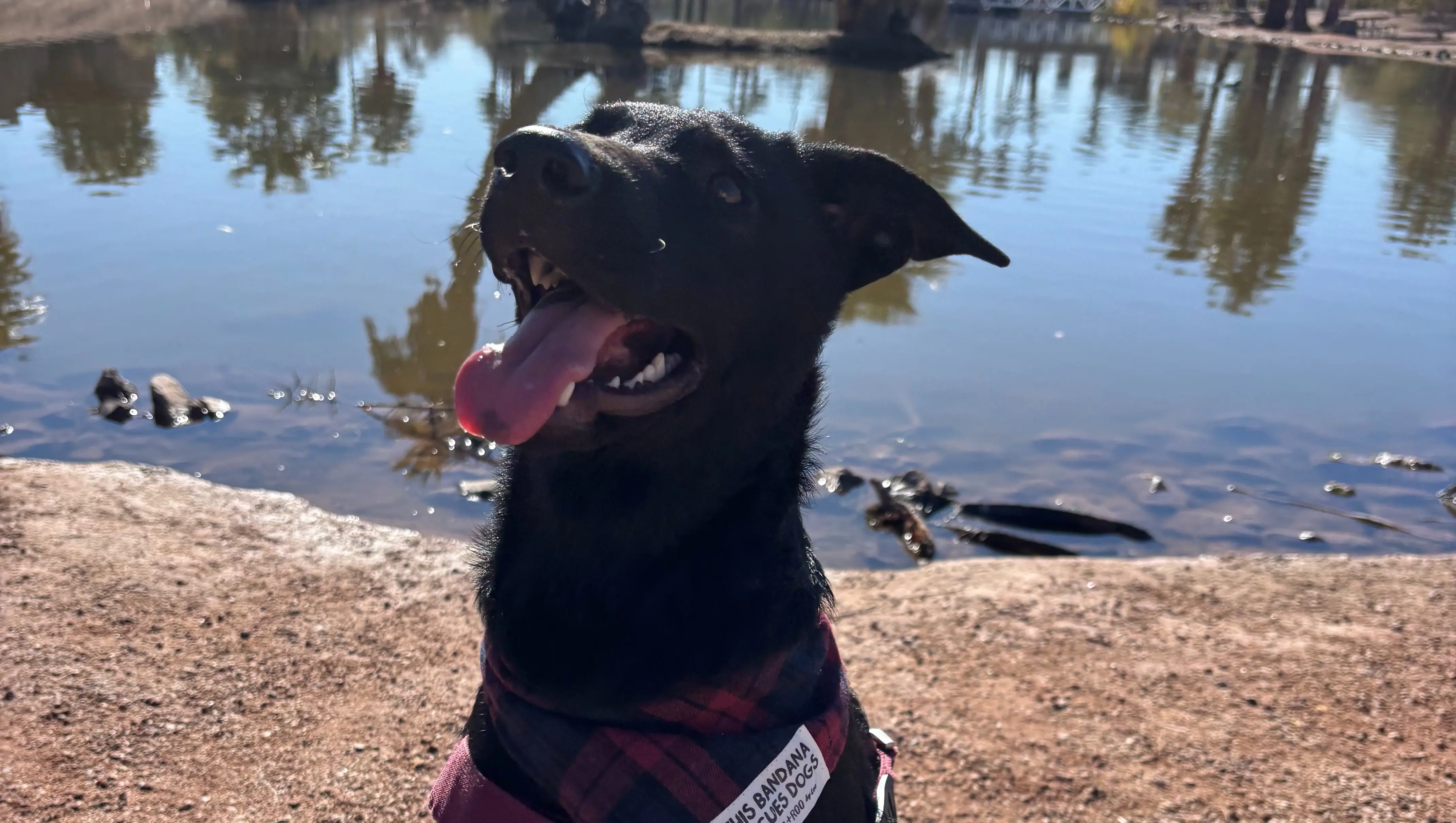 ☀️ Desert Dog Essentials