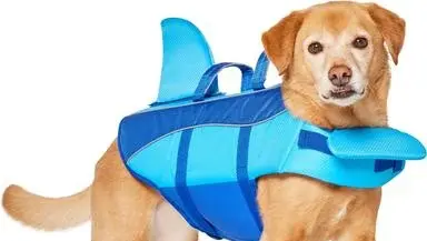 dog life jacket