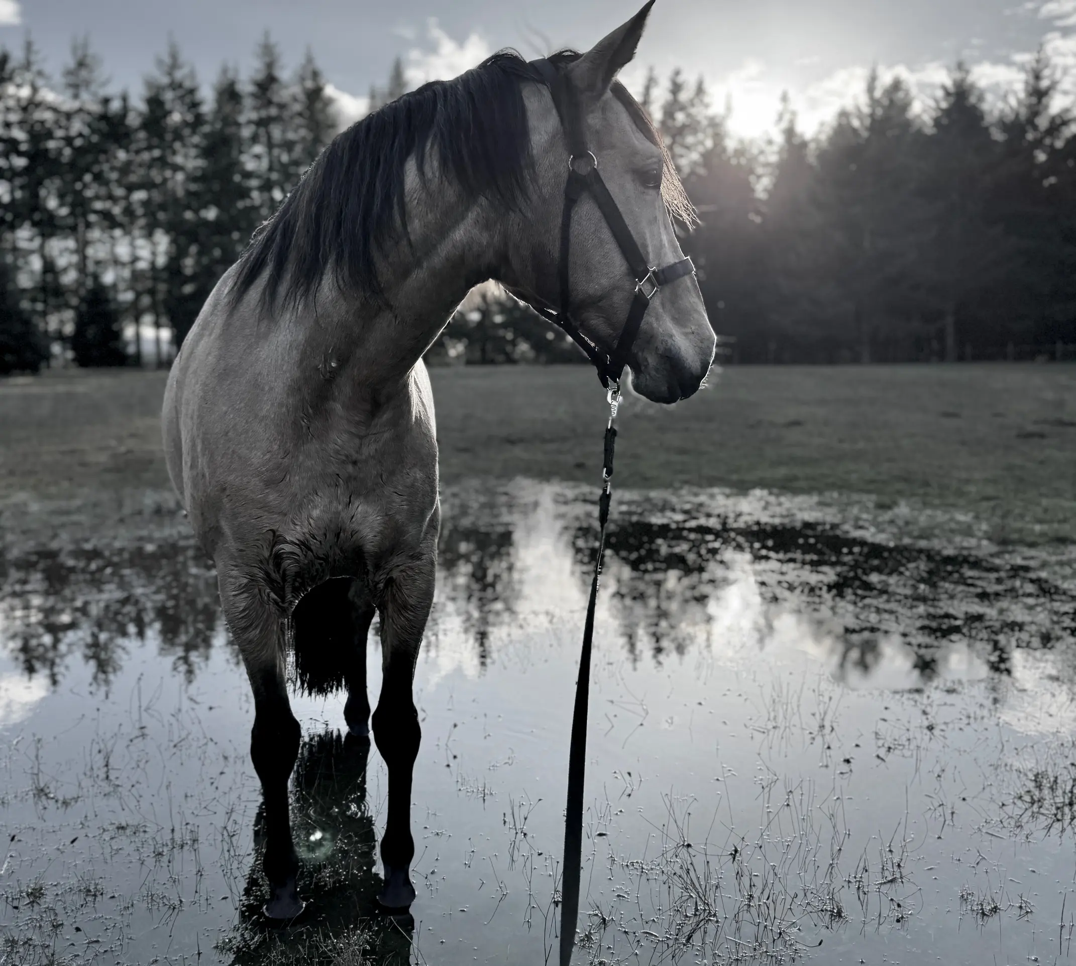 Stable Genius Equine