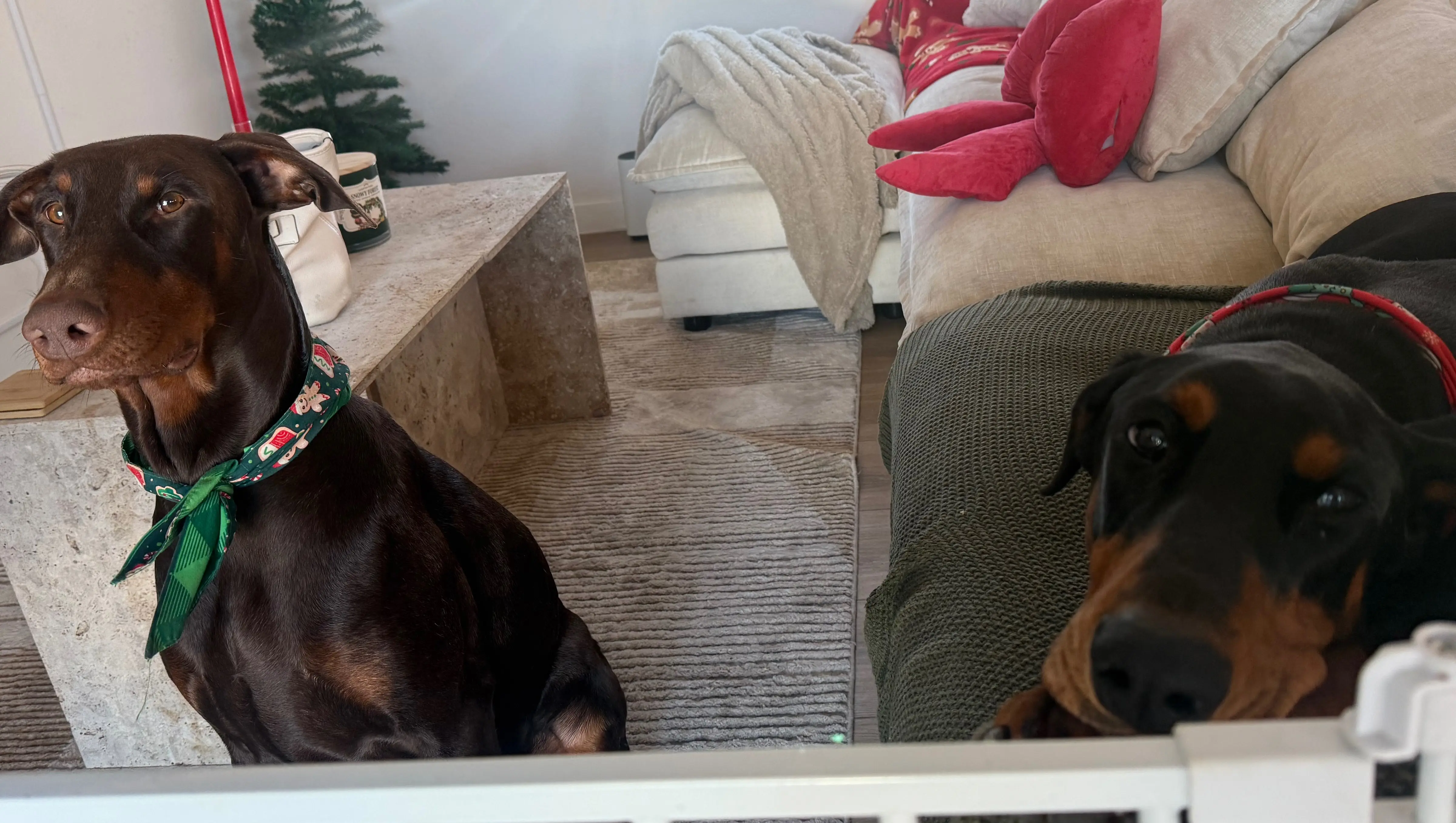 therooneydoberman. Follow us on instagram!
