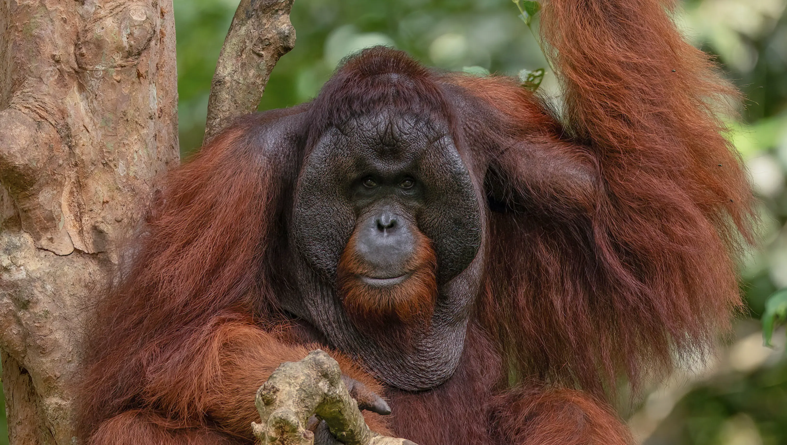Interested in a Trip Like This?. Borneo 2025