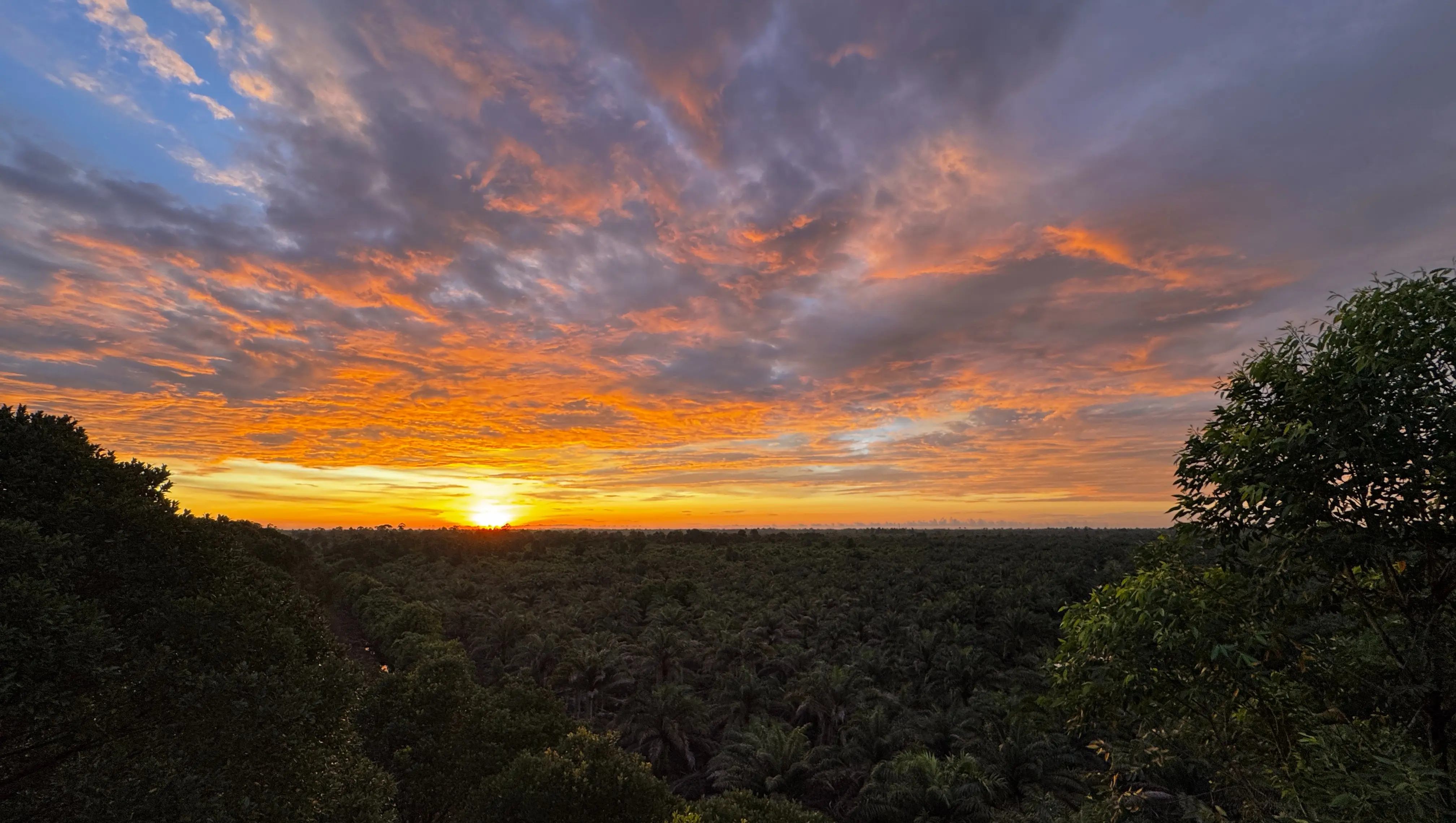 Interested in a Trip Like This?. Borneo 2025