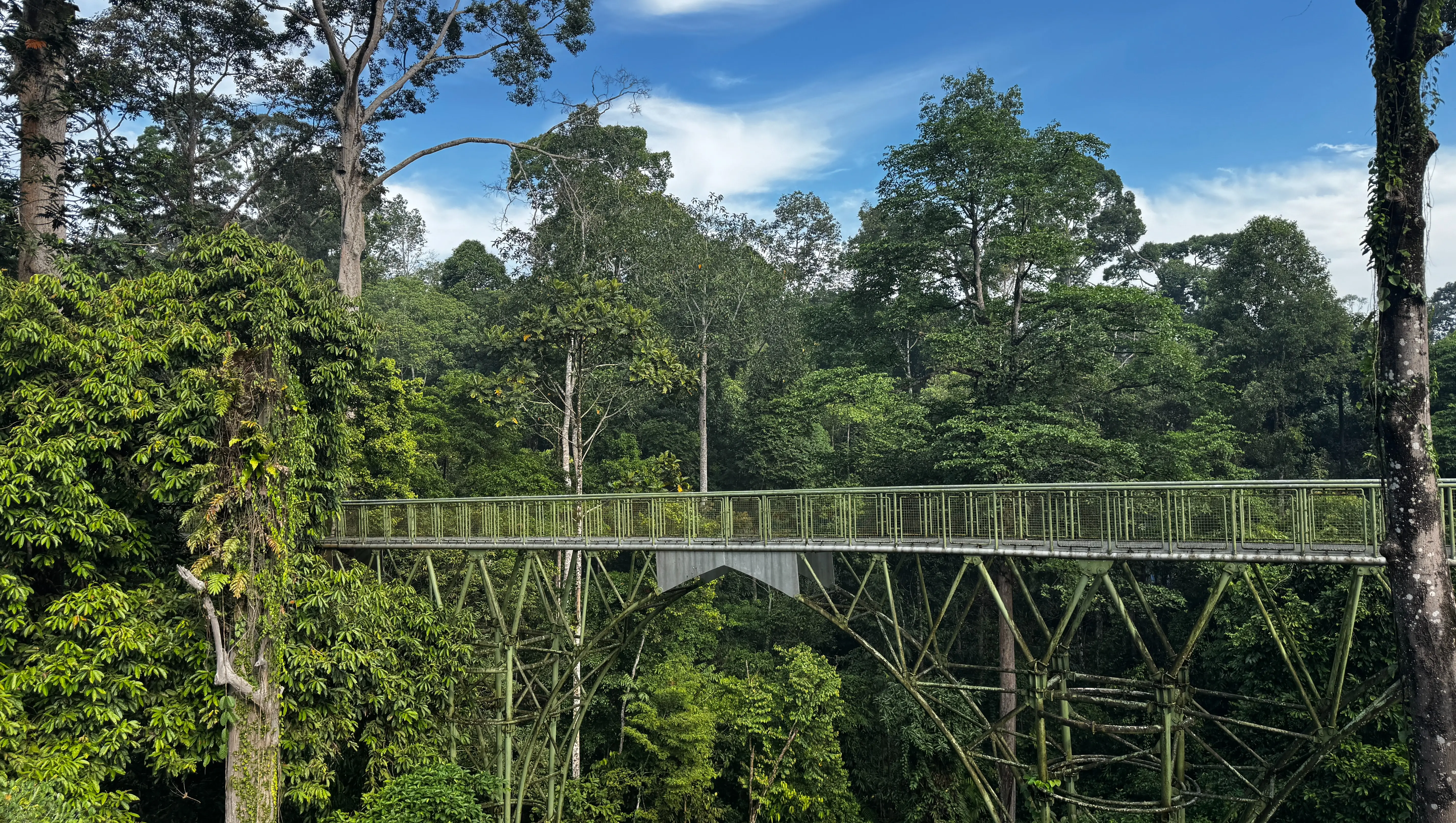 Interested in a Trip Like This?. Borneo 2025