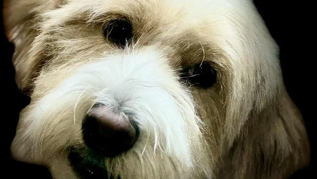 Submit a Foster Application. Foster Application