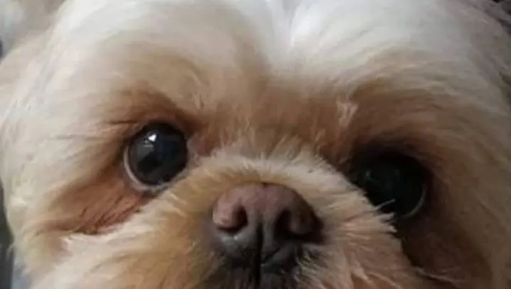 View Our Adoptables. View Available Furries