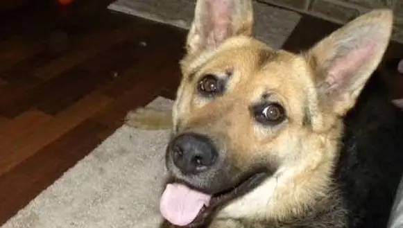 Submit a Foster Application. Foster Application