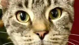 Submit a Cat Adoption Application. Cat Adoption Application