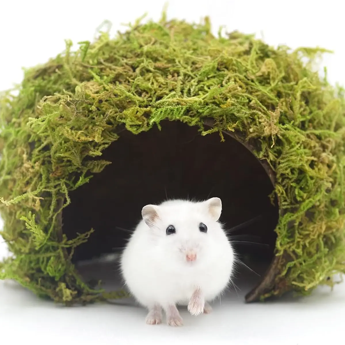 Hamster Habitat Accessories