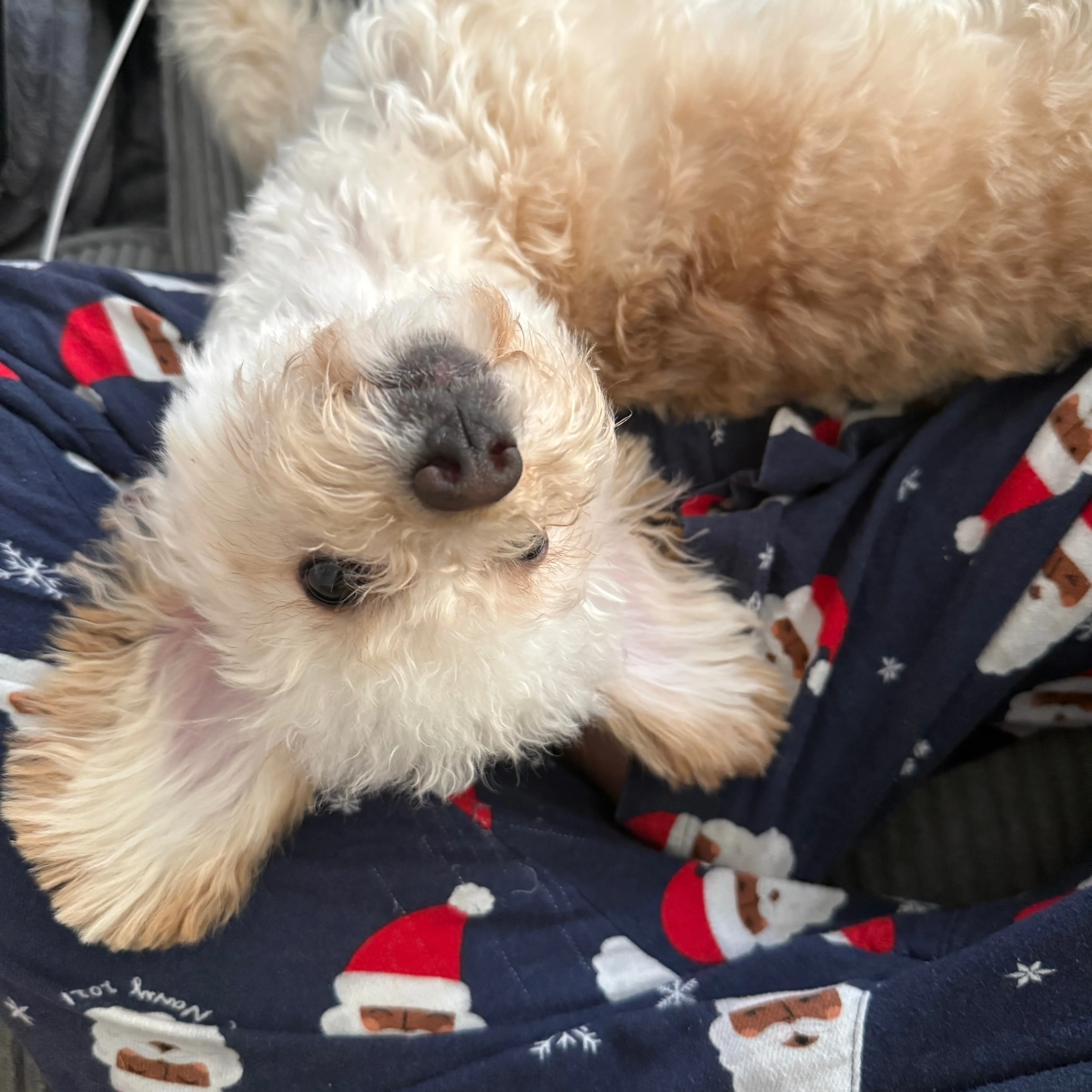 follow my puppy