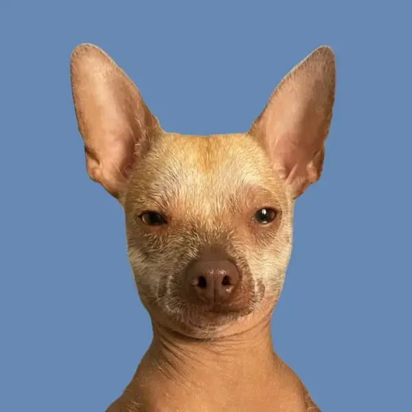 calvinthexolo