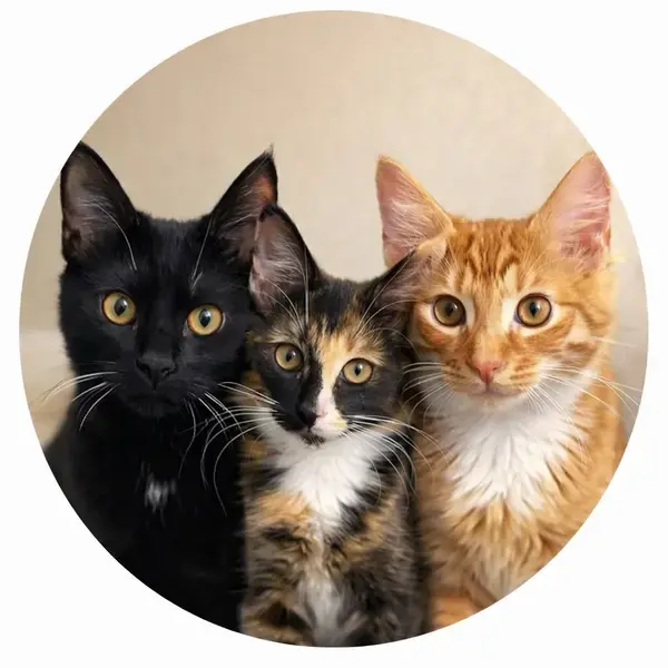 nocluejustcats