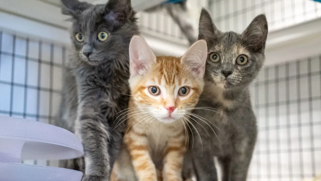 Tap to open. Learn more about MEOW Cat Rescue here!