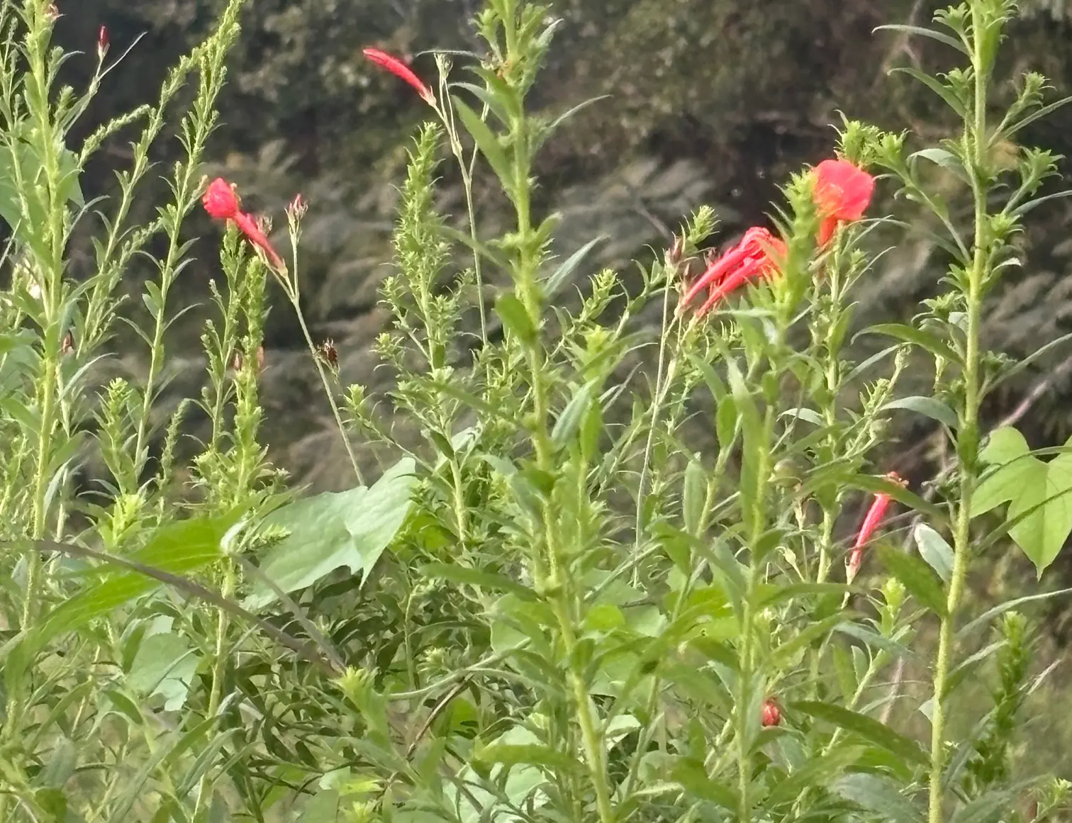 megofsoy