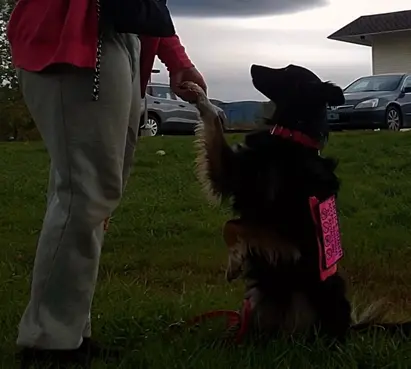 service_aussie_mix