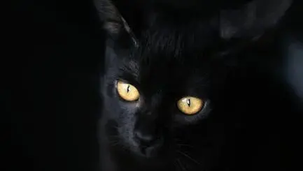 🐈‍⬛