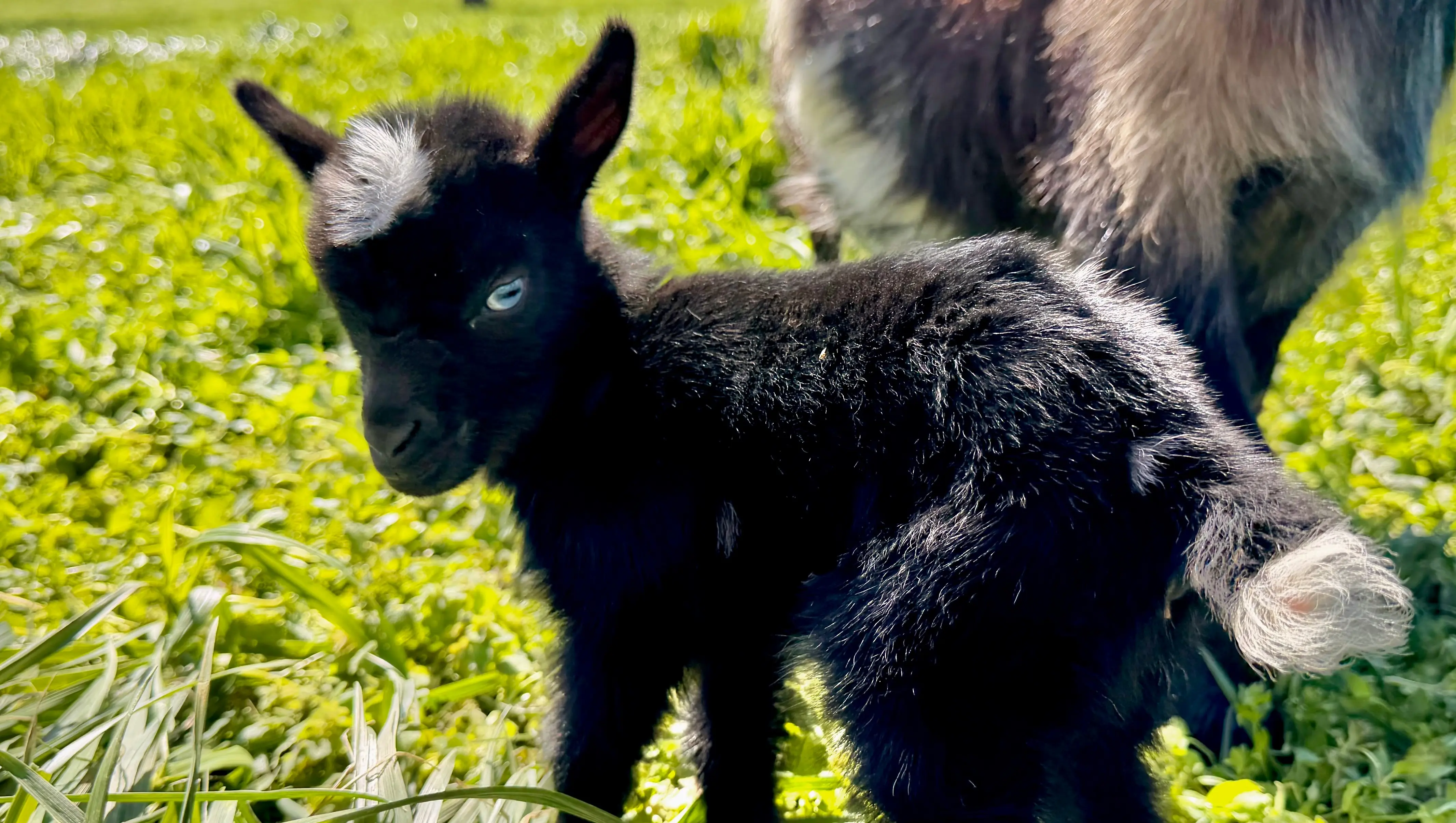 NOW TAKING RESERVATIONS. Nigerian Dwarf Goats