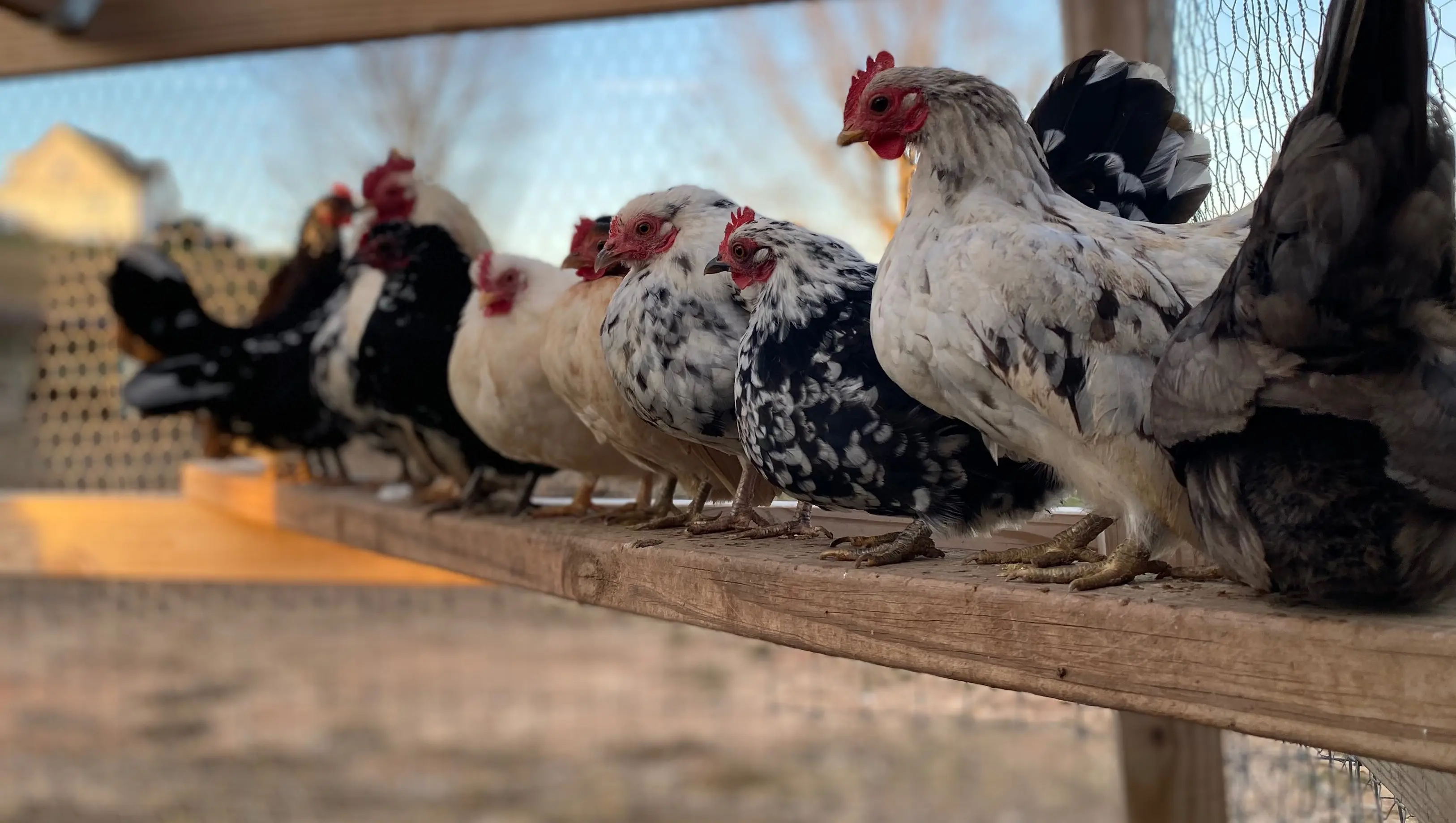 NOW AVAILABLE (Eggs, Chicks, & Adults). Serama Micro Chickens