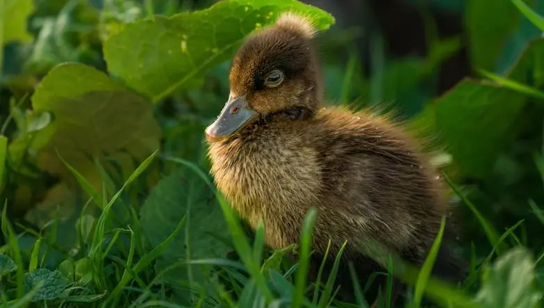 NOW AVAILABLE (Eggs & Ducklings). Khaki Campbell Ducklings