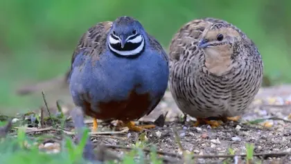 NOW AVAILABLE (Eggs & Chicks). Button Quail Chicks