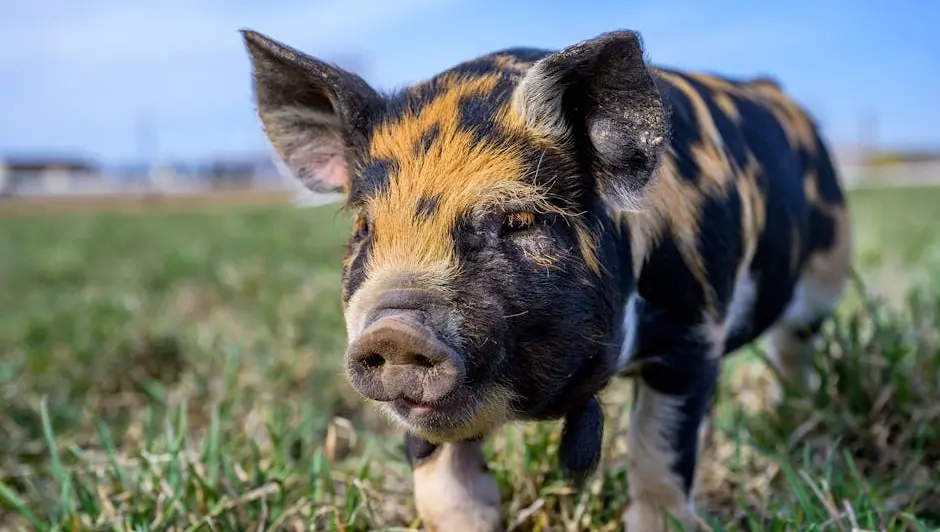 NOW AVAILABLE. Kune Kune Piglets