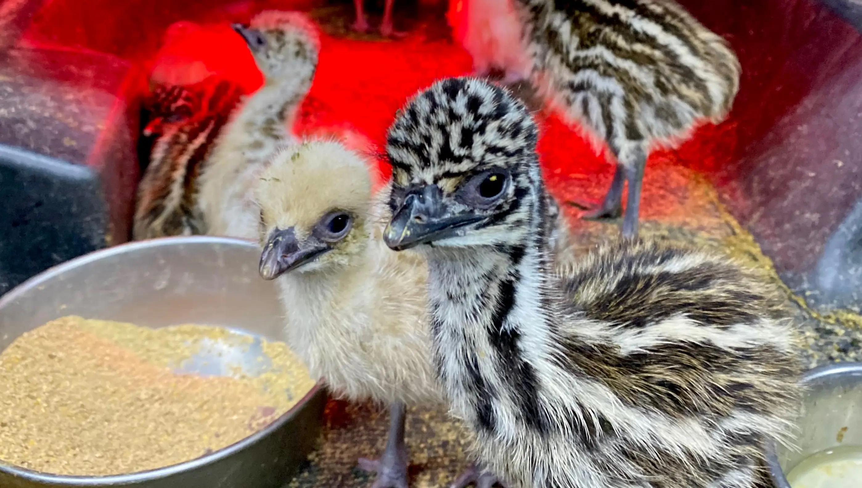 NOW AVAILABLE. Emu Chicks
