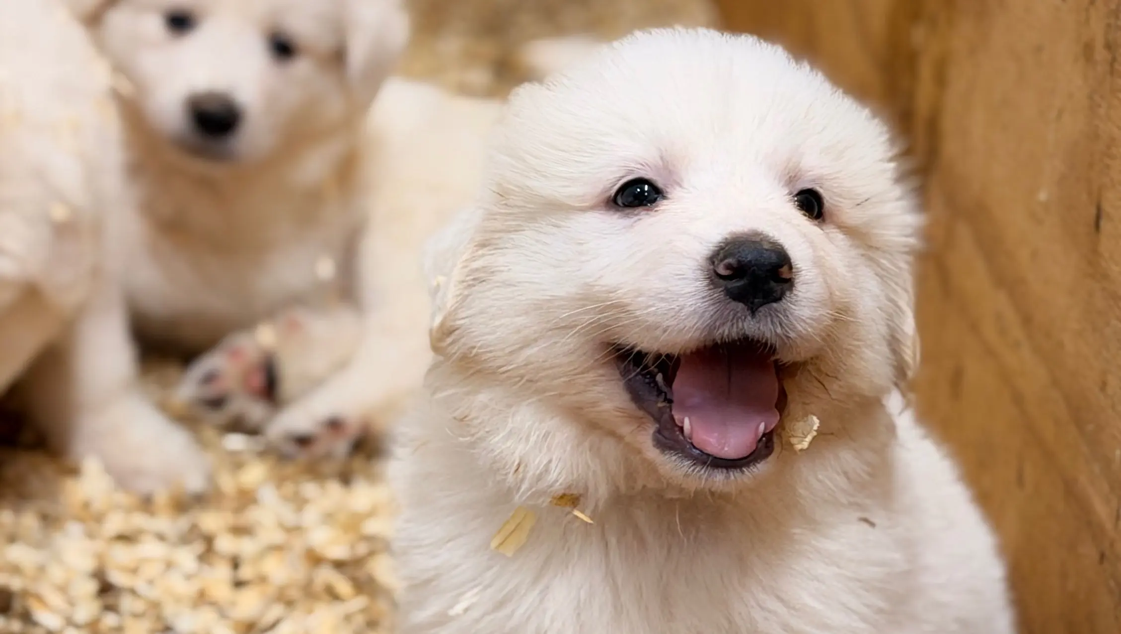 NOW AVAILABLE. Great Pyrenees Puppies