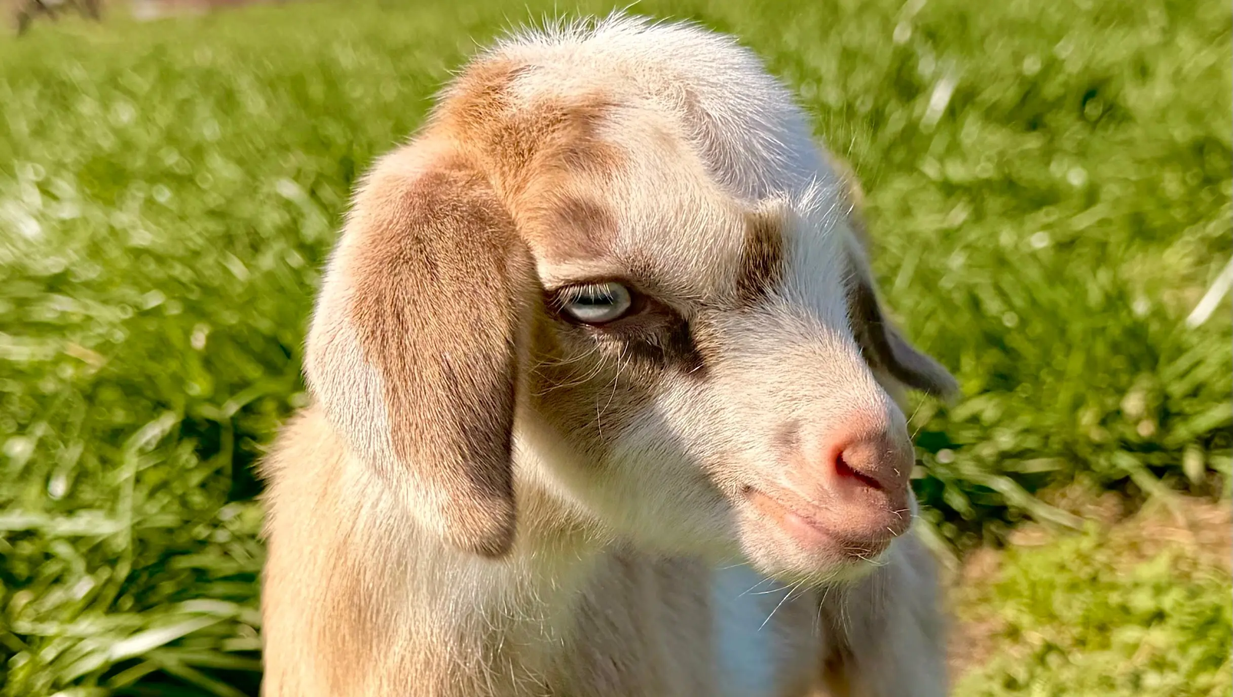 NOW AVAILABLE. Mini Nubian Goats