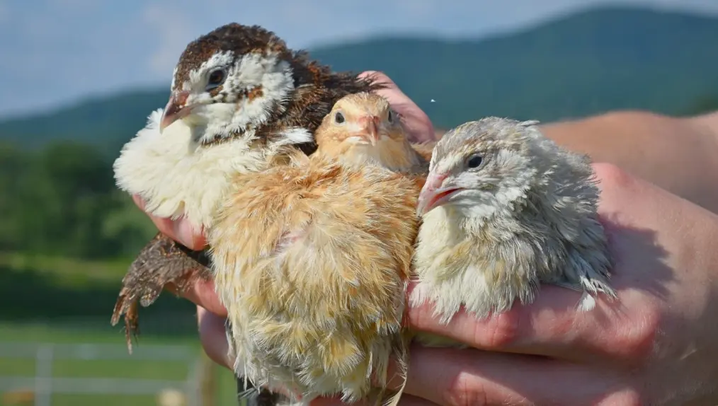 NOW AVAILABLE (Eggs, Chicks, & Adults). Celadon True-Blue Quail