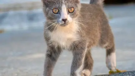 Cute Kaomoji (●'◡'●)