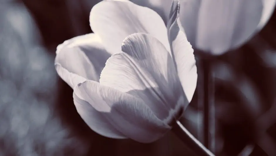 Grayscale Image