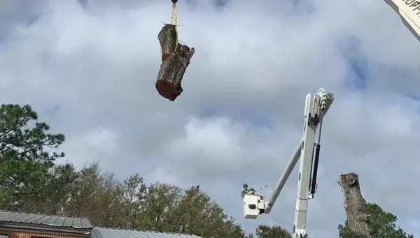 Wiese Tree Service LLC on Bunity
