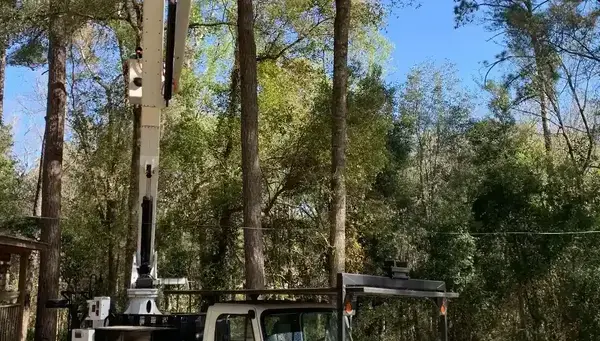 Wiese Tree Service LLC on EnrollBusiness