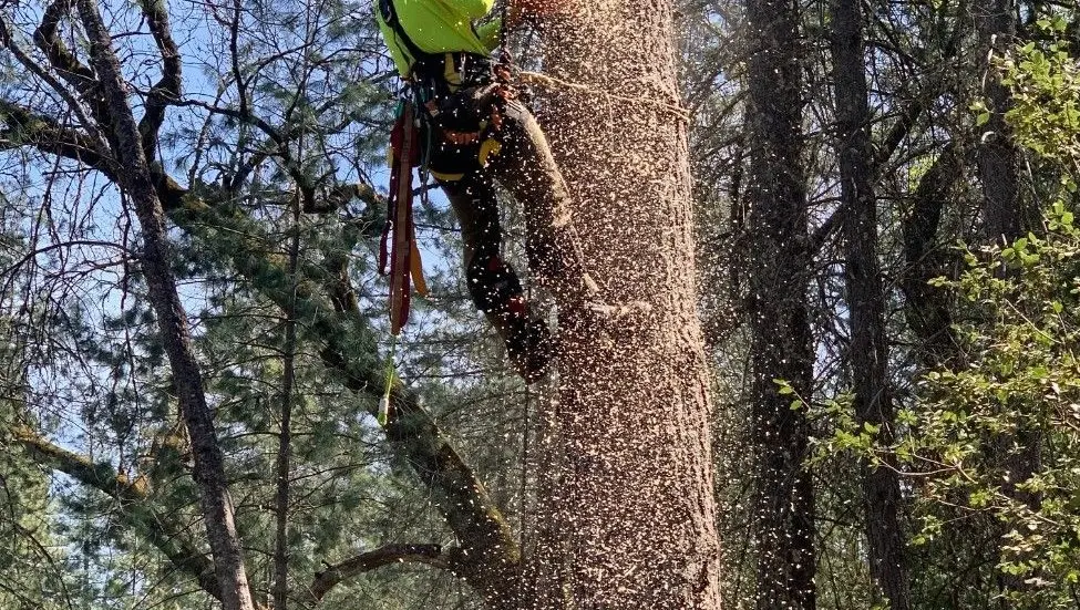 Sindt Tree Service on Nextdoor
