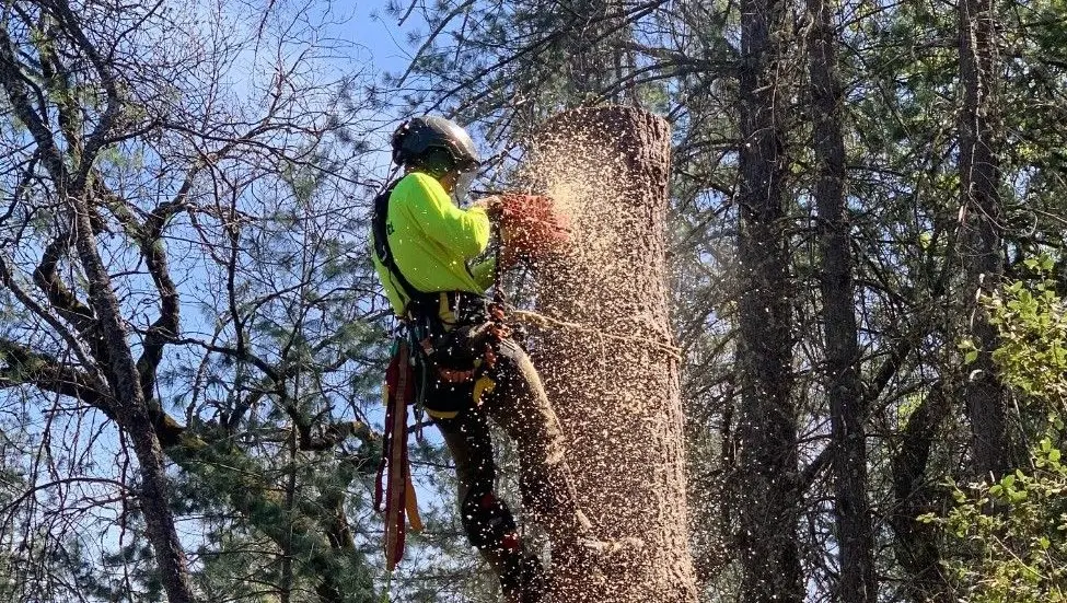 Sindt Tree Service on USA online