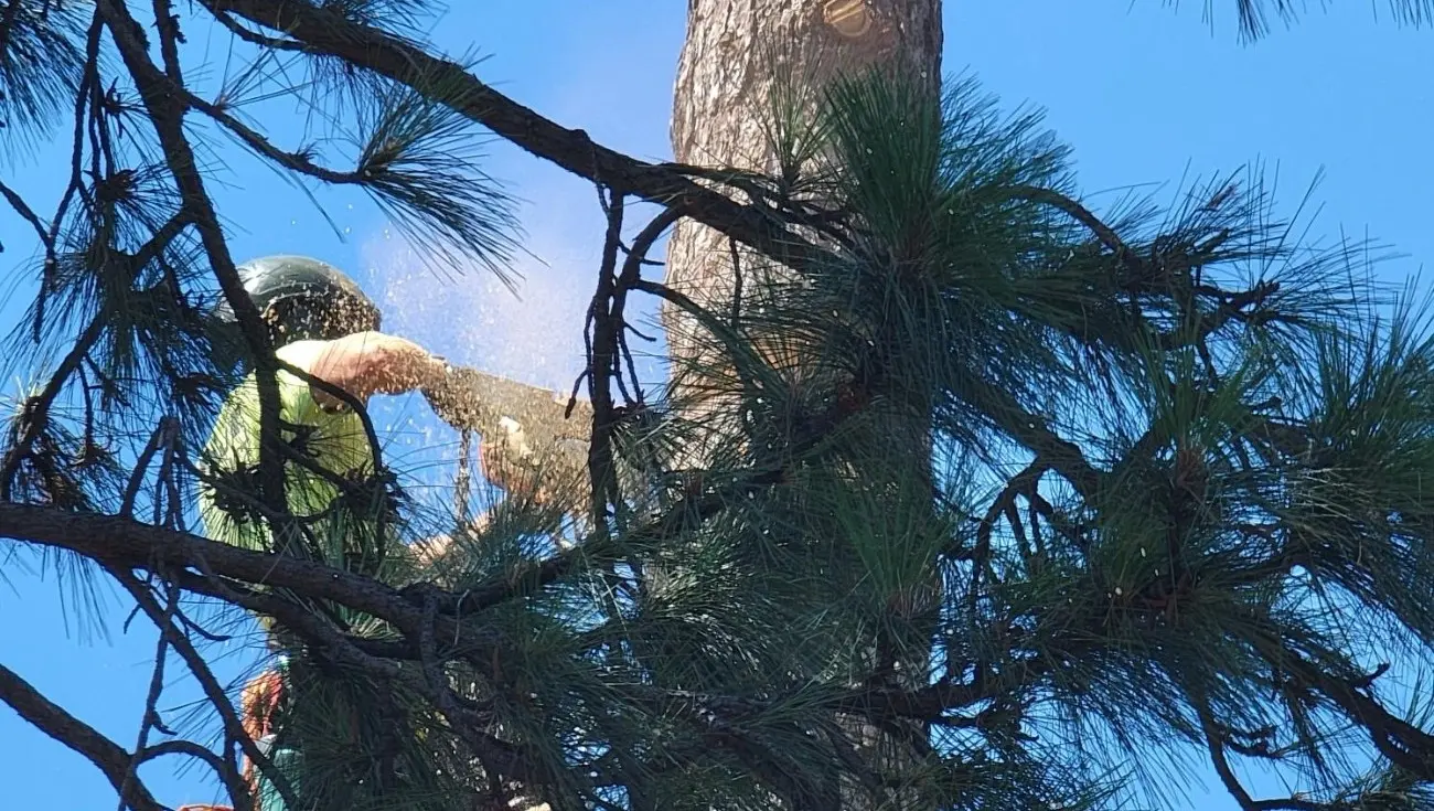 Sindt Tree Service on BuildZoom