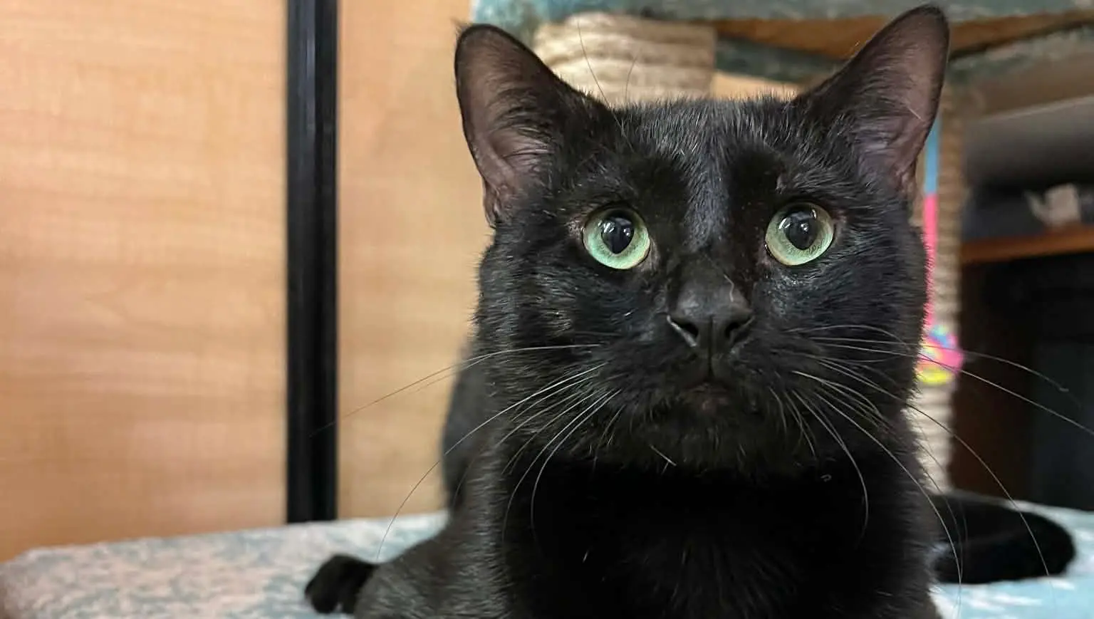 Axl. Coconut Point Petsmart