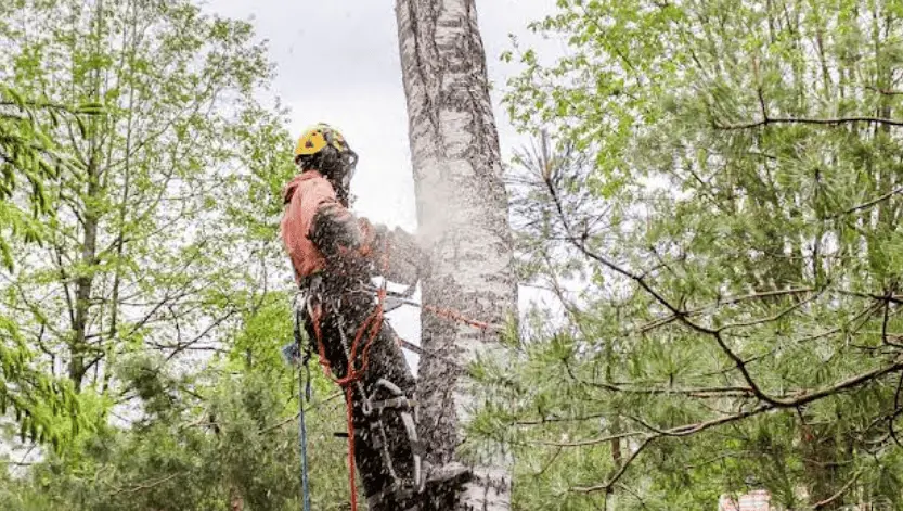 The Cascades to The Tree Guy Services LLC