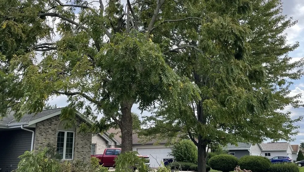 Olbrich Botanical Gardens to Tree Wise Men